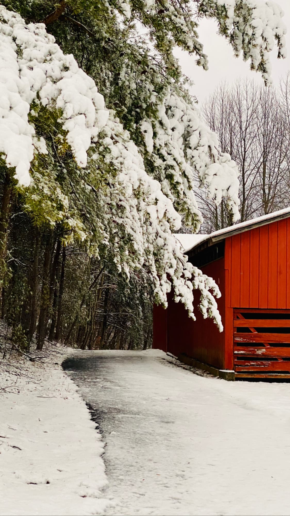 A snow-covered road winds past a bright red barn and evergreen trees laden with heavy snow in a tranquil winter landscape.