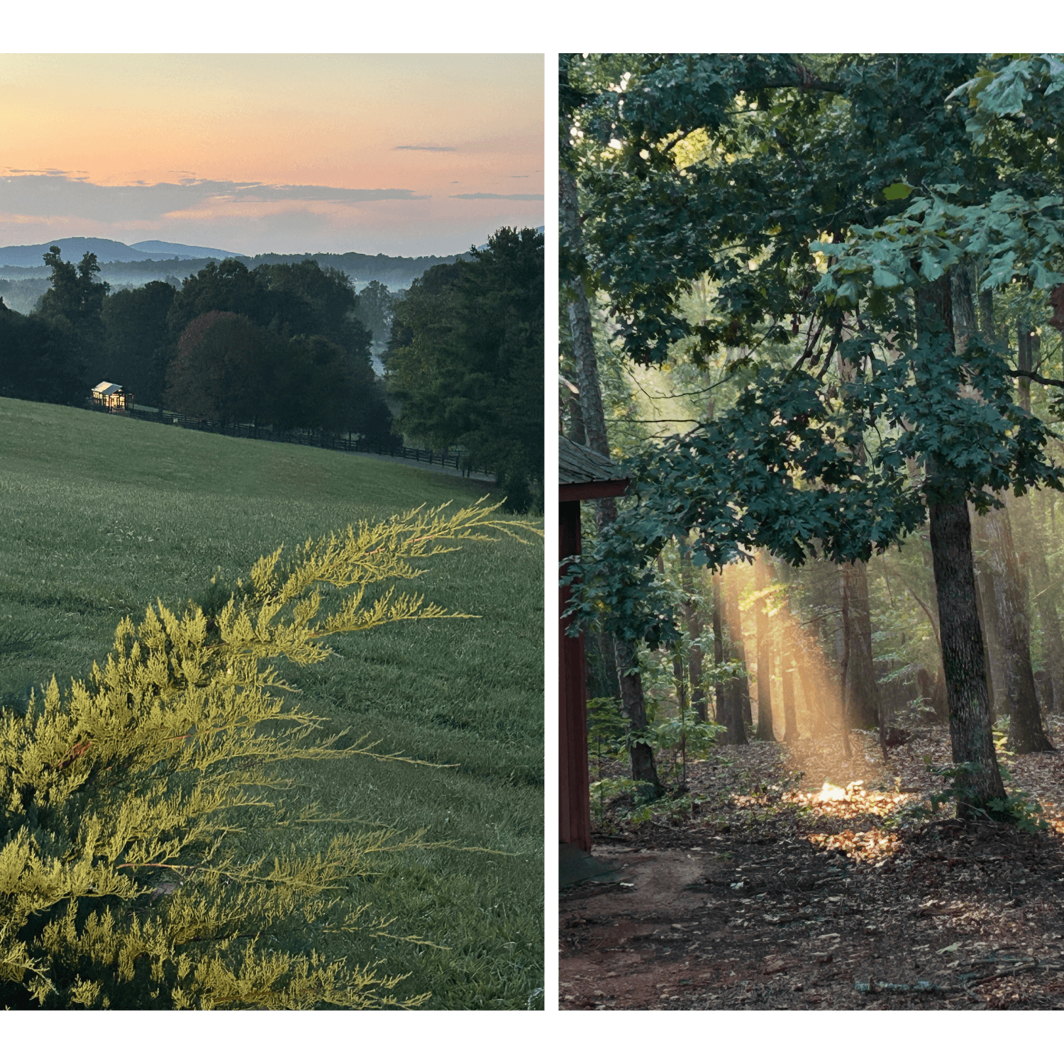 A serene landscape features a grassy field and distant mountains on one side, contrasted with a sunlit wooded area on the other.